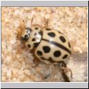 Tytthaspis 16-punctata - 16-Punkt-Marienkaefer 01.jpg